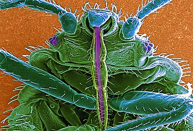 道德卫士猛批《GTA6》：暴力多果体女性多 对孩子影响大